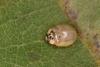 Adalia decempunctata